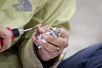 Snowy Plover (Charadrius nivosus) biologist, Caitlin Robinson-Nilsen, banding chick, Milpitas, Bay Area, California