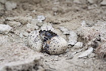 Snowy Plover (Charadrius nivosus) chick hatching from egg, Milpitas, Bay Area, California