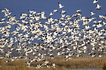 Snow Goose (Chen caerulescens) flock taking flight, Merced National Wildlife Refuge, California