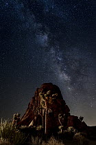 Joshua Tree (Yucca brevifolia) group under Milky Way at night, Joshua Tree National Park, California
