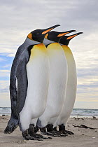King Penguin (Aptenodytes patagonicus) trio, Saunders Island, Falkland Islands