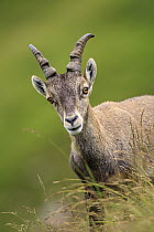 Alpine Ibex (Capra ibex) female, Niederhorn, Switzerland