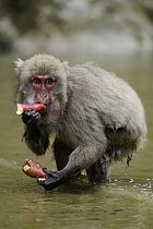 Japanese Macaque (Macaca fuscata) feeding on Sweet Potato (Ipomoea batatas) after washing it, Miyazaki, Japan