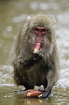 Japanese Macaque (Macaca fuscata) feeding on Sweet Potato (Ipomoea batatas) after washing it, Miyazaki, Japan