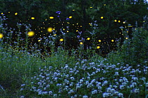 Japanese Firefly (Luciola parvula) group flying in meadow, Ehime, Japan