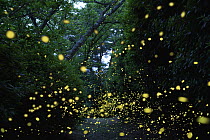 Japanese Firefly (Luciola parvula) group flying in forest, Ehime, Japan