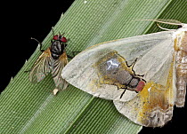 Moth (Macrocilix maia) with false fly spot and fly, Danum Valley Conservation Area, Sabah, Borneo, Malaysia