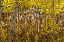 Quaking Aspen (Populus tremuloides) trees in fall with Fireweed (Chamerion angustifolium) seedheads, Grand Teton National Park, Wyoming