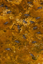 Brine Fly (Ephydridae) group on algae mat in hot spring run off, Yellowstone National Park, Wyoming