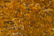 Brine Fly (Ephydridae) group on algae mat in hot spring run off, Yellowstone National Park, Wyoming