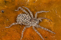 Wolf Spider (Varacosa avara) mother carrying young on algae mat in hot spring run off, Yellowstone National Park, Wyoming