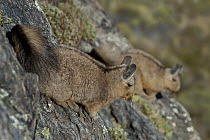 Wolffsohn's Viscacha (Lagidium wolffsohni) pair, Chacabuco Valley, Aysen, Chile