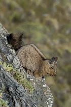 Wolffsohn's Viscacha (Lagidium wolffsohni), Chacabuco Valley, Aysen, Chile