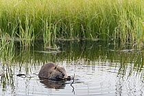American Beaver (Castor canadensis) feeding on Quaking Aspen (Populus tremuloides) in pond, Grand Teton National Park, Wyoming