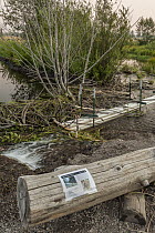 Beaver management tool, used to control water level behind dam, and not flood nearby road, Grand Teton National Park, Wyoming