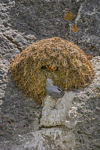 American Dipper (Cinclus mexicanus) parent bringing food to chicks in nest, Grand Teton National Park, Wyoming
