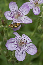 Crambid Snout Moth (Pyrausta generosa) on Sticky Purple Geranium (Geranium viscosissimum), Grand Teton National Park, Wyoming