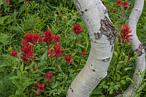 Paintbrush (Castilleja sp) flowers and Quaking Aspen (Populus tremuloides), Grand Teton National Park, Wyoming