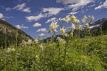 Colorado Blue Columbine (Aquilegia caerulea) flowers, Grand Teton National Park, Wyoming