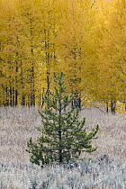 Lodgepole Pine (Pinus contorta) and Quaking Aspen (Populus tremuloides) trees in fall, Grand Teton National Park, Wyoming