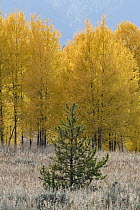 Lodgepole Pine (Pinus contorta) and Quaking Aspen (Populus tremuloides) trees in fall, Grand Teton National Park, Wyoming