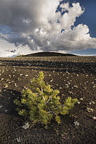 Limber Pine (Pinus flexilis) in lava field, Craters of the Moon National Monument, Idaho