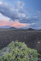 Bitterbrush (Purshia sp) in lava field at sunset, Craters of the Moon National Monument, Idaho