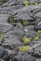 Lava field with pioneer grasses, Craters of the Moon National Monument, Idaho