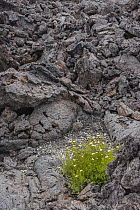 Sticky Cinquefoil (Potentilla glandulosa) in lava field, Craters of the Moon National Monument, Idaho
