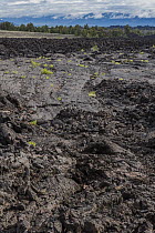 Lava field, Craters of the Moon National Monument, Idaho