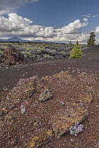 Silverleaf Phacelia (Phacelia hastata) in lava field, Craters of the Moon National Monument, Idaho