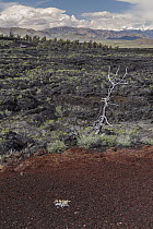 Limber Pine (Pinus flexilis) dead tree in lava field, Craters of the Moon National Monument, Idaho