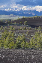 Coniferous trees in lava field, Lost River Range, Craters of the Moon National Monument, Idaho