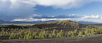 Coniferous trees in lava field, Lost River Range, Craters of the Moon National Monument, Idaho