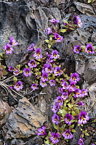Dwarf Purple Monkeyflower (Mimulus nanus) flowering in lava field in spring, Craters of the Moon National Monument, Idaho
