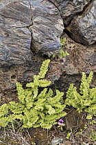 Mountain Hollyfern (Polystichum scopulinum) in lava field, Craters of the Moon National Monument, Idaho
