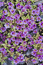Dwarf Purple Monkeyflower (Mimulus nanus) flowering in spring, Craters of the Moon National Monument, Idaho
