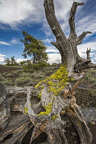 Limber Pine (Pinus flexilis) tree with moss, Craters of the Moon National Monument, Idaho