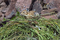 American Pika (Ochotona princeps) collecting vegetation on hay pile, Bridger-Teton National Forest, Wyoming Range, Wyoming