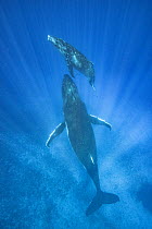 Humpback Whale (Megaptera novaeangliae) mother and calf, Tonga