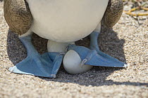 Blue-footed Booby (Sula nebouxii) incubating eggs, Santa Cruz Island, Galapagos Islands, Ecuador