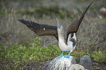 Blue-footed Booby (Sula nebouxii) in courtship display, Seymour Island, Galapagos Islands, Ecuador