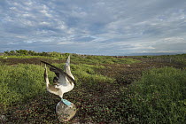 Blue-footed Booby (Sula nebouxii) in courtship display, Seymour Island, Galapagos Islands, Ecuador