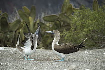 Blue-footed Booby (Sula nebouxii) pair courting, Punta Vicente Roca, Isabela Island, Galapagos Islands, Ecuador