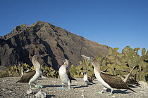 Blue-footed Booby (Sula nebouxii) males courting female, Punta Vicente Roca, Isabela Island, Galapagos Islands, Ecuador