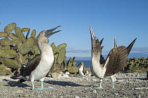 Blue-footed Booby (Sula nebouxii) pair courting, Punta Vicente Roca, Isabela Island, Galapagos Islands, Ecuador. Sequence 2 of 3