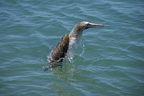 Blue-footed Booby (Sula nebouxii) emerging from water after plunge dive, Itabaca Channel, Santa Cruz Island, Galapagos Islands, Ecuador