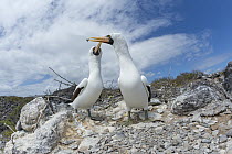 Nazca Booby (Sula granti) pair building nest, Punta Suarez, Espanola Island, Galapagos Islands, Ecuador