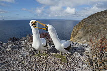 Nazca Booby (Sula granti) pair calling as part of courtship, Gardner Islet, Floreana Island, Galapagos Islands, Ecuador