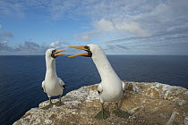 Nazca Booby (Sula granti) pair calling during courtship, Gardner Islet, Floreana Island, Galapagos Islands, Ecuador